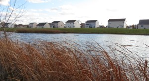 Kind of self explanatory. The contrast of the cookie cutter houses and the natural wild beauty of the cattails.. which seems more alive? 